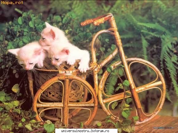 natura sweet...