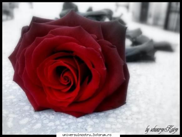 trandafir :) flora