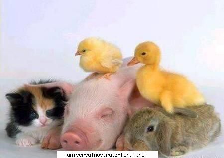 nice picture! :) fauna